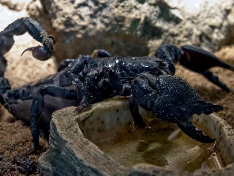 如何挽回天蝎座，成功挽回天蝎男的有效方法
