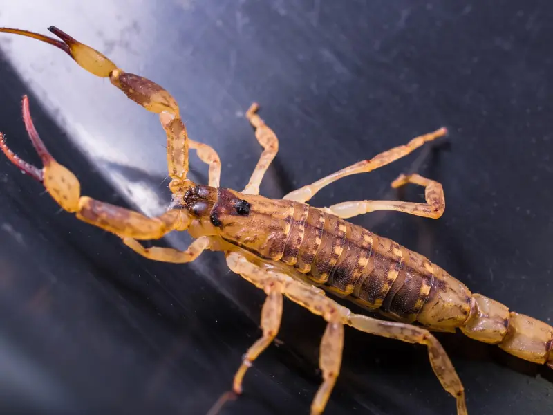 怎么挽回天蝎座男友：教你挽回天蝎座男友的最佳方式