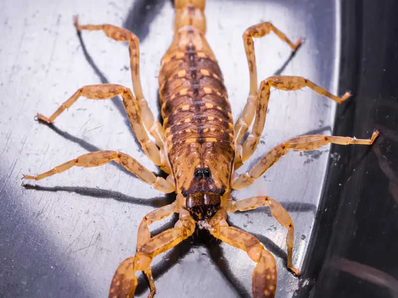 挽回天蝎座男友方法：做到这几点，你的挽回率提高90%