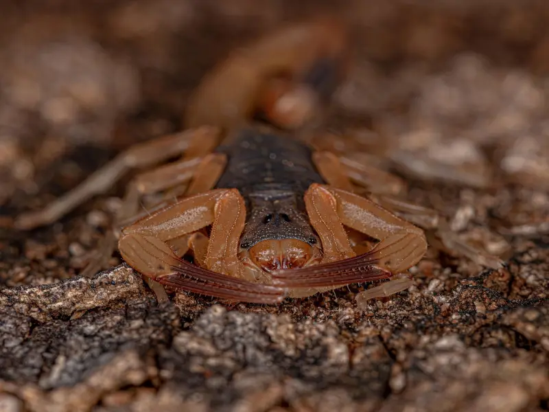 如何挽回天蝎男