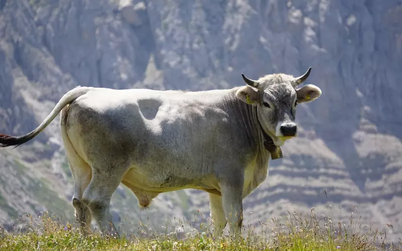 怎么挽回金牛座男友呢？男友绝情分手该怎么挽回，挽回男友攻略