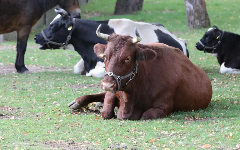 怎么挽回金牛座男友?过于无理取闹是很难挽回金牛男的
