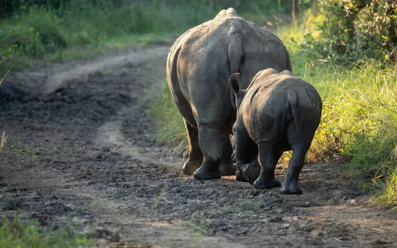 起冲突后怎么挽回金牛座？被甩后挽回，专家教你高姿态让蛮牛回头
