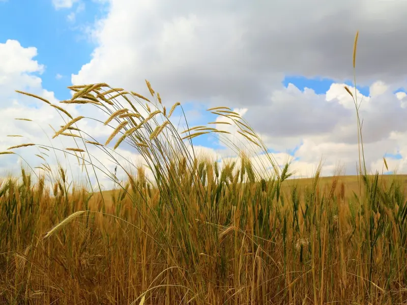 如何挽回处女座男友：处女座男友突然变冷淡，该如何挽回呢？