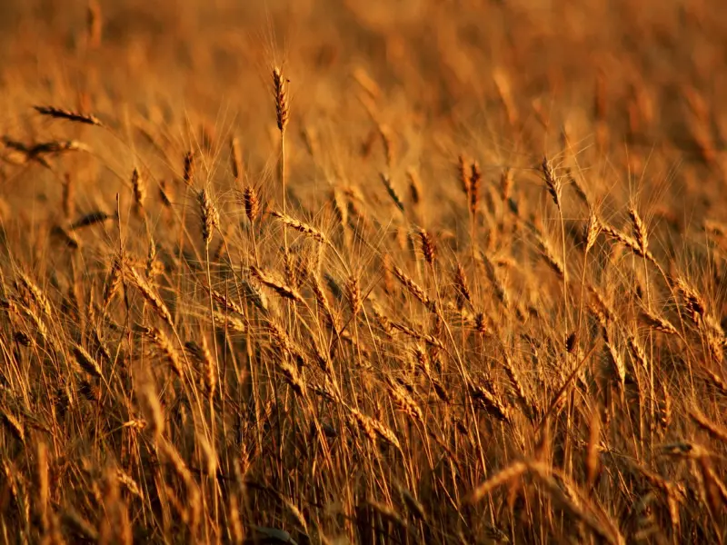 怎么挽回处女座男友：处女座男友坚决分手，该怎么挽回？