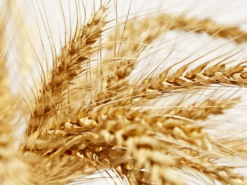 挽回处女座女友方法：如何挽回死心的处女座女友的心