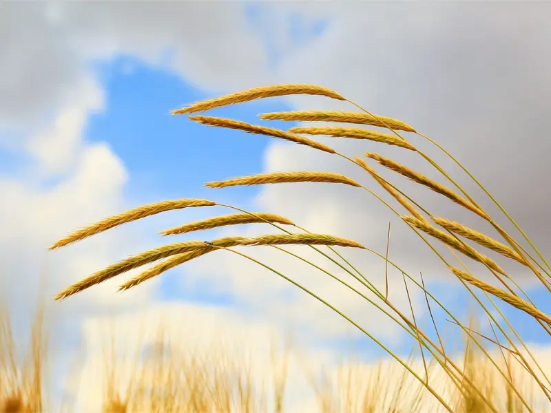 怎么挽回处女座老公