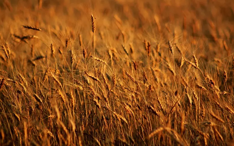 如何挽回处女座，三招教你挽回处女座的心