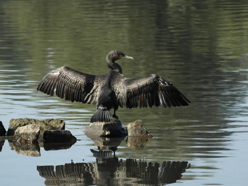 如何挽回不爱你的女人：女友分手后说不爱了，该做什么才能挽回呢？