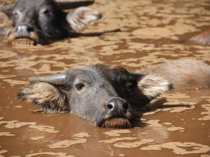 挽回水瓶座男友：挽回水瓶座男友的方法有哪些