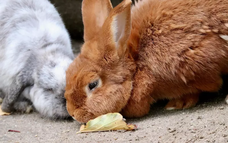如何挽回白羊座，与白羊座分手之后该怎么去挽回