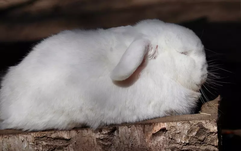 如何挽回白羊座男朋友呢？想挽回前男友？可以激发白羊男的保护欲