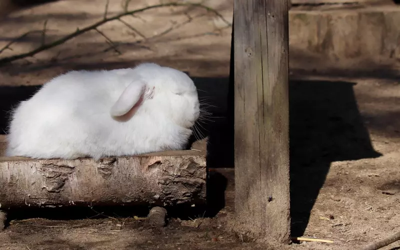 怎么挽回白羊座老公，分居中的夫妻怎么去挽回白羊座老公呢