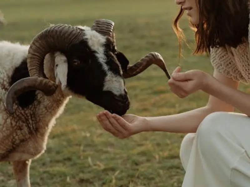 怎样挽回白羊女：这是你想要的攻略