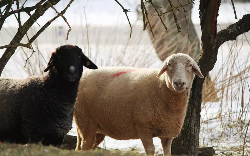挽回男友之被太作导致分手怎么挽回白羊男人