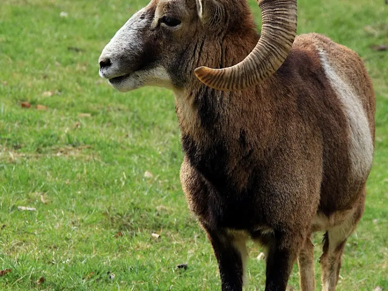 怎么挽回白羊座男朋友：白羊男还爱一个人的表现