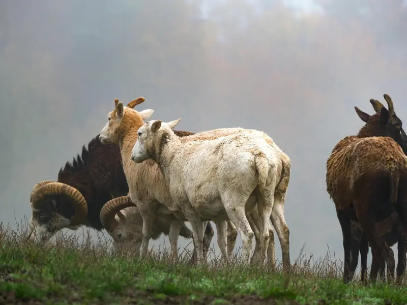 挽回白羊座女友方法：教你挽回白羊座女友的套路，挽回女友的心