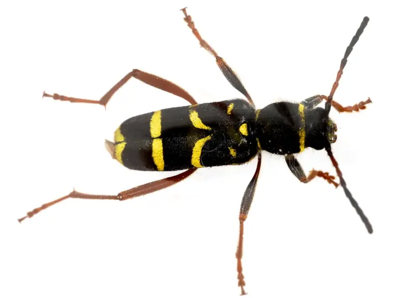 怎么挽回白羊座男友：学会这三种，挽回深爱的白羊座男友