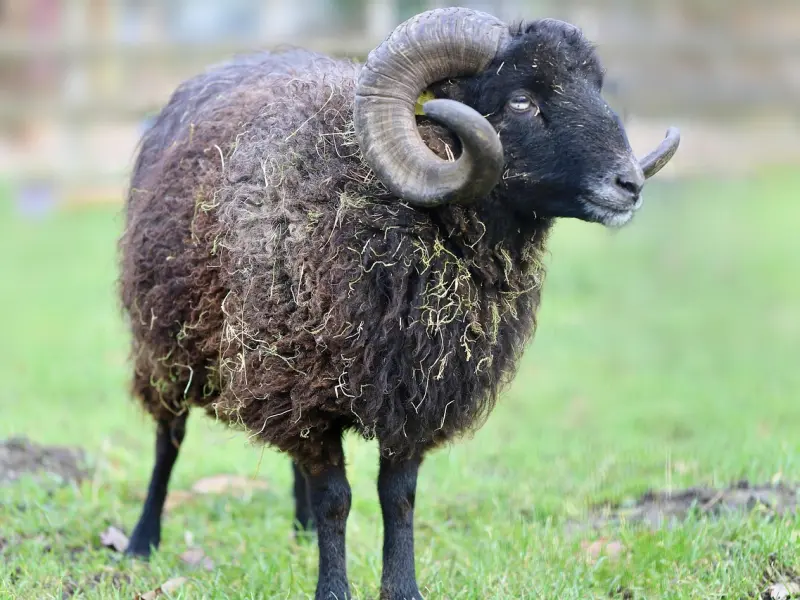 如何挽回白羊座男友：挽回白羊座男友的正确方法有哪些？