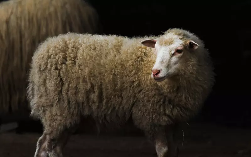 怎样挽回白羊座男友