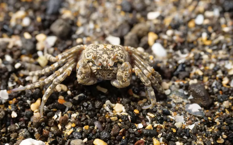 怎样挽回巨蟹座？她是如何做到短时间让蟹男朋友主动回头复合？