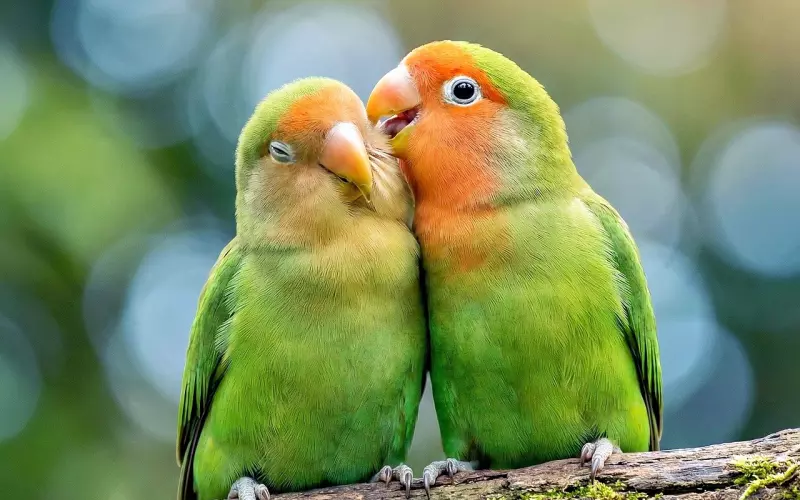 挽回爱情之如何引导男友对自己感情投入