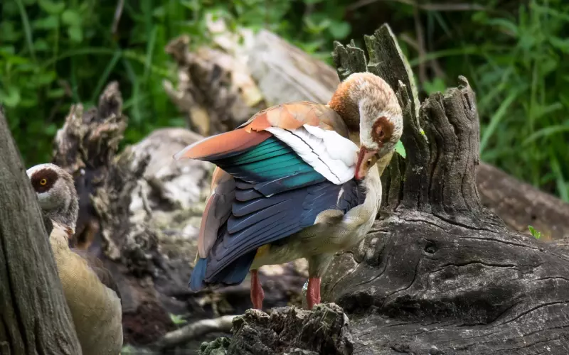 彻底死心的人怎么挽回
