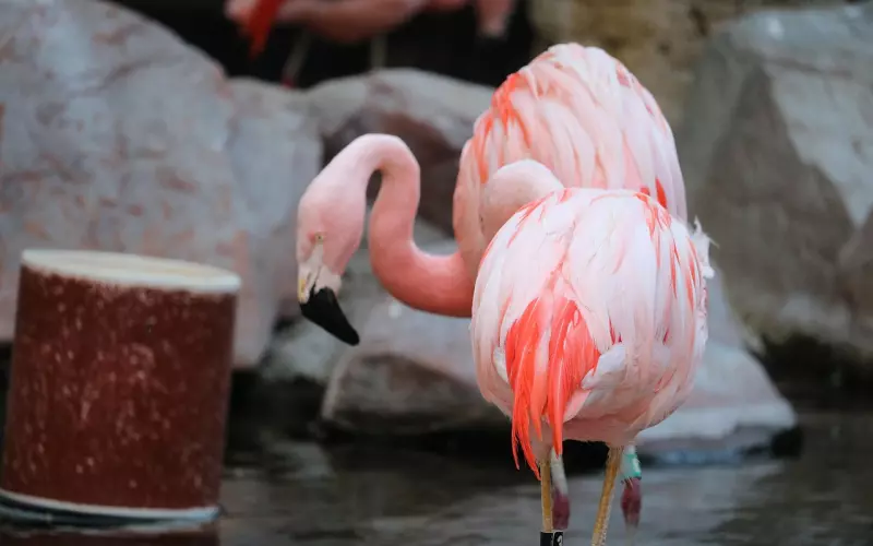 如何挽回射手座的心，分手二次吸引成功挽回男朋友