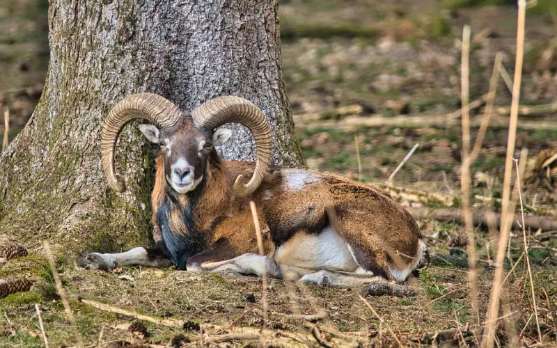 如何挽回白羊座男友的心？白羊男不仅心地软，更容易受到别人的影响