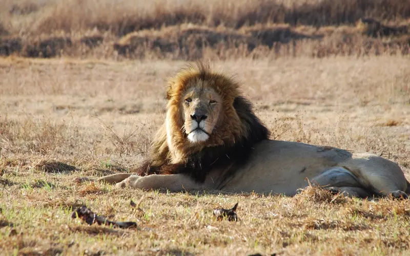 如何挽回狮子座男朋友的心？和狮子男分手，千万不要苦苦哀求挽留