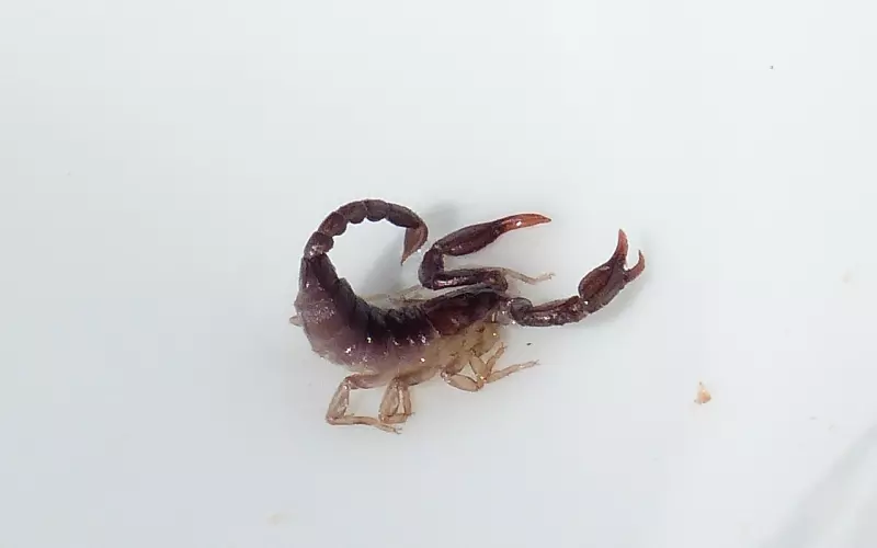 如何挽回天蝎座男朋友的心呢？挽回天蝎男从精神层面入手是最有效果的