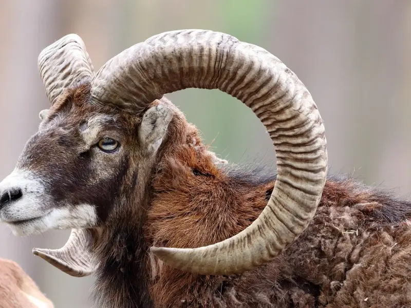 如何挽回摩羯座女朋友的心？这样做让她主动回心转意