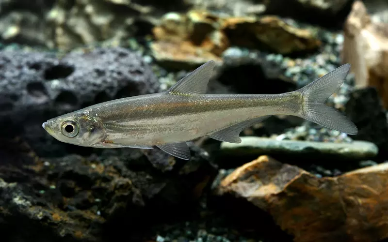 如何挽回双鱼座前任男友的心？4个操作方法让你成功复合