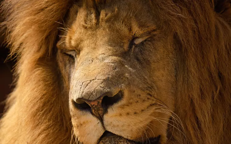 怎么挽回狮子座男朋友的爱情呢？伤了狮子座，不急于挽回那就惨了