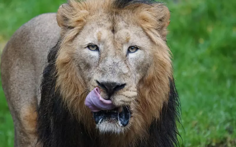 怎样挽回狮子座爱情：高手是怎么挽回高傲狮子座的