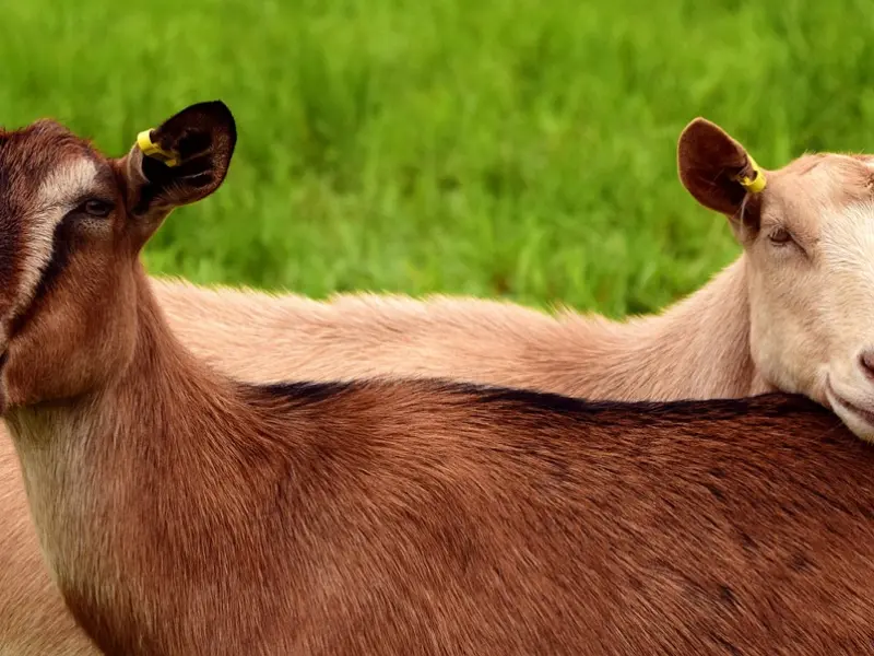 挽回白羊男友方法：学会技巧，让他对你死心踏地