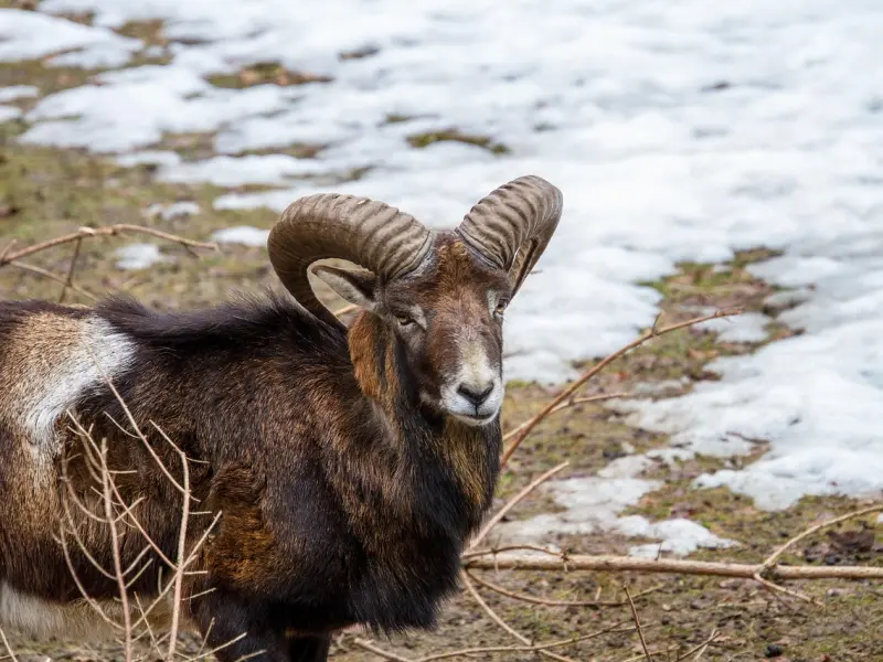 挽回十二星座男友之如何挽回白羊座前任？