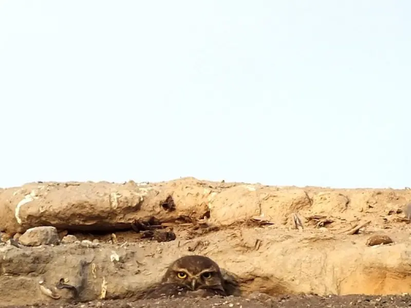 如何挽回男友的心