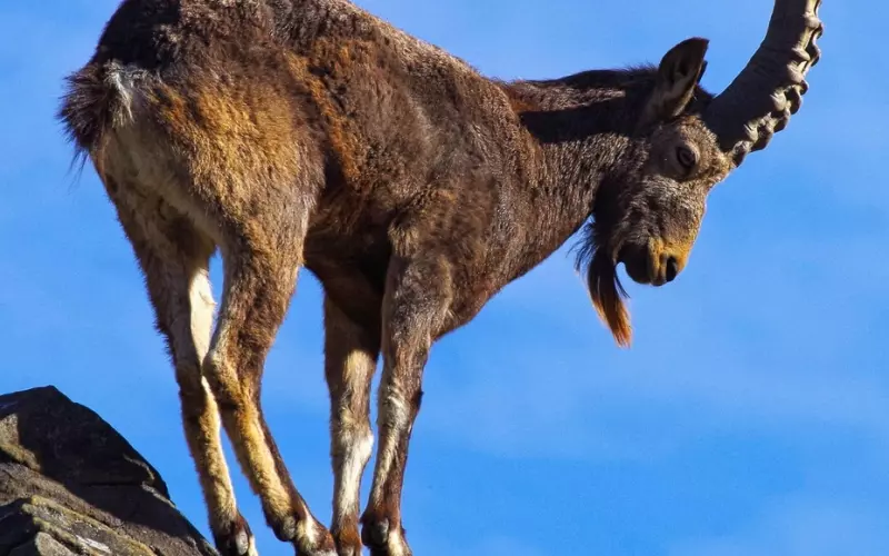 怎么样挽回男友，据说这是摩羯座分手的最佳挽回方案