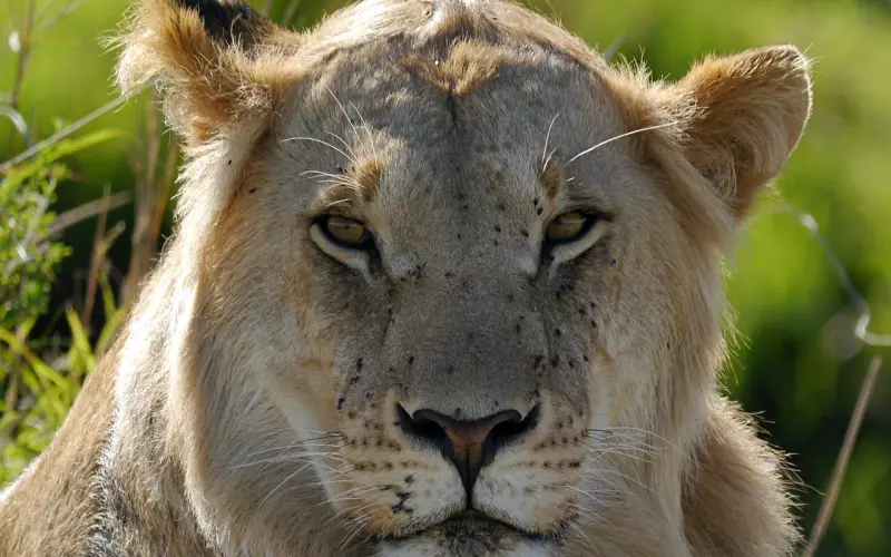 怎么样挽回男友，狮子座的挽回技巧，教你如何挽回狮子座