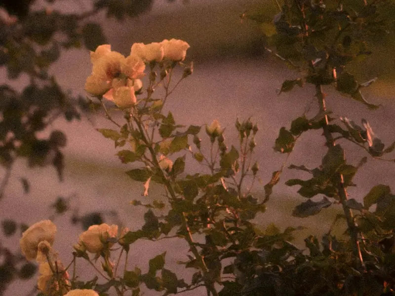 如何挽回男友：男友绝情分手挽回攻略，教你如何挽回恋情