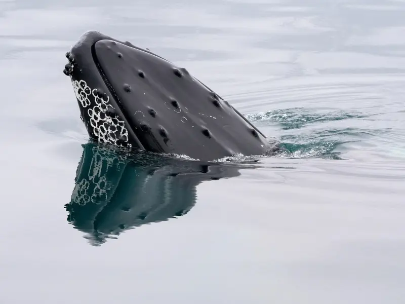 如何挽回男友：挽回巨蟹座男朋友，分手了怎么挽回男友