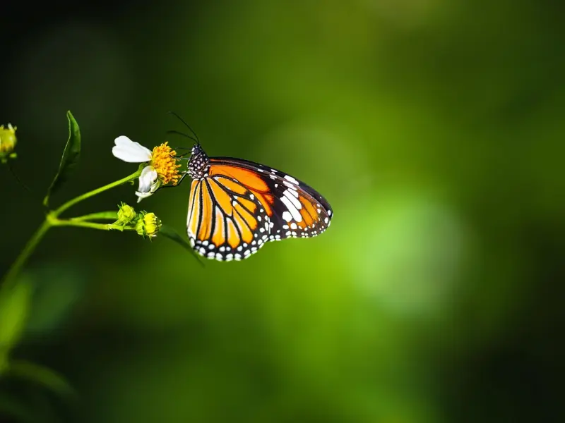 挽回男友方法：如何挽回分手的金牛座