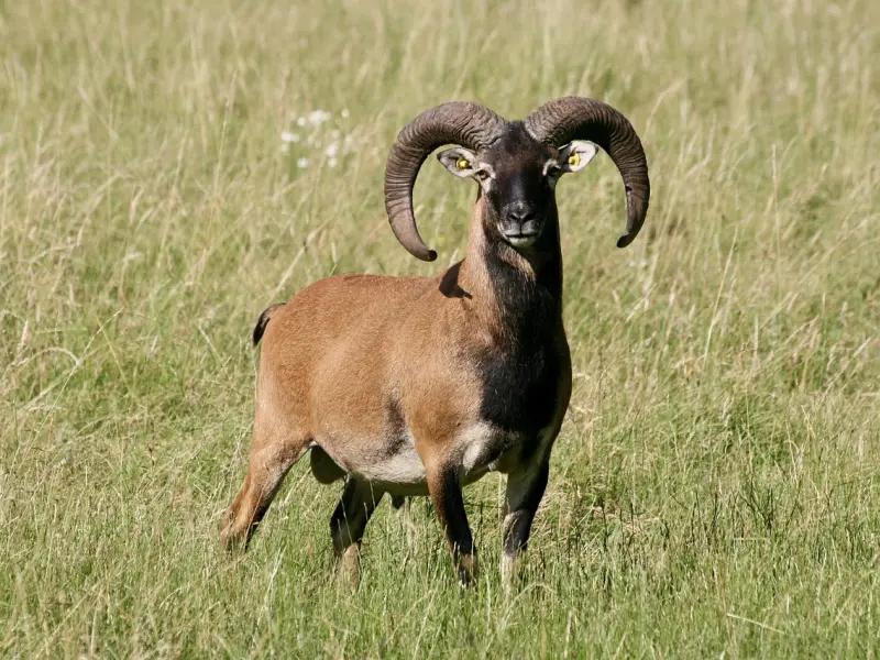 挽回男友之被​白羊座男朋友讨厌了怎么挽回