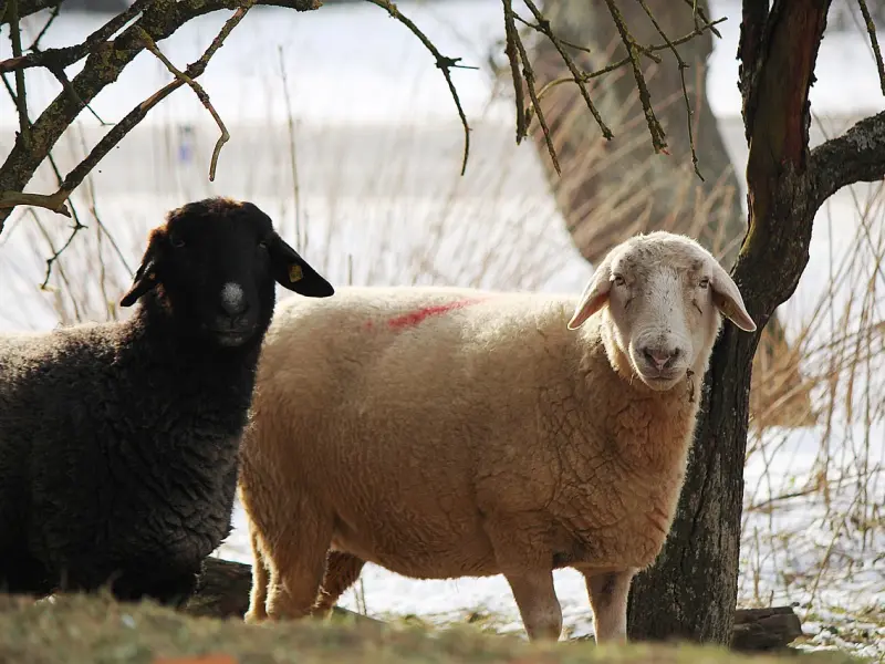 怎么样挽回男友的心 之挽留白羊男友的前男友