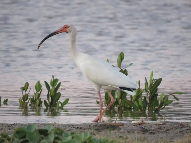 如何挽回要分手的男朋友之挽回白羊男友必杀技