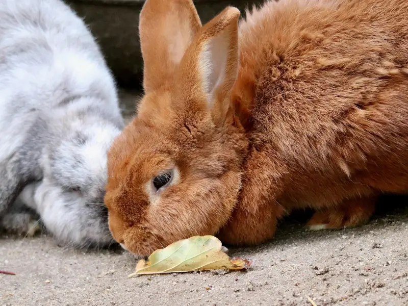 怎么样挽回男友的心之如何挽回白羊座前男友