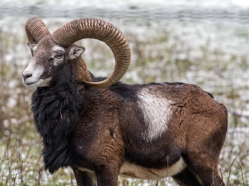 怎么样挽回男友的心之如何挽回摩羯座前男友