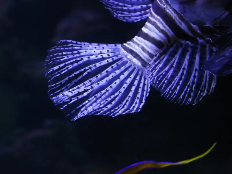 怎么样挽回男友的心之如何挽回双鱼座前男友