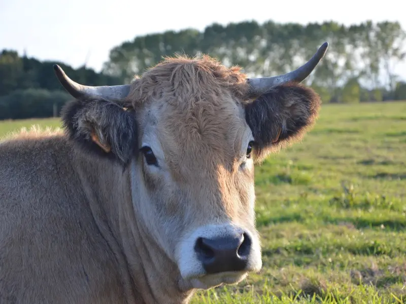 怎么样挽回男友的心之如何挽回金牛座前男友